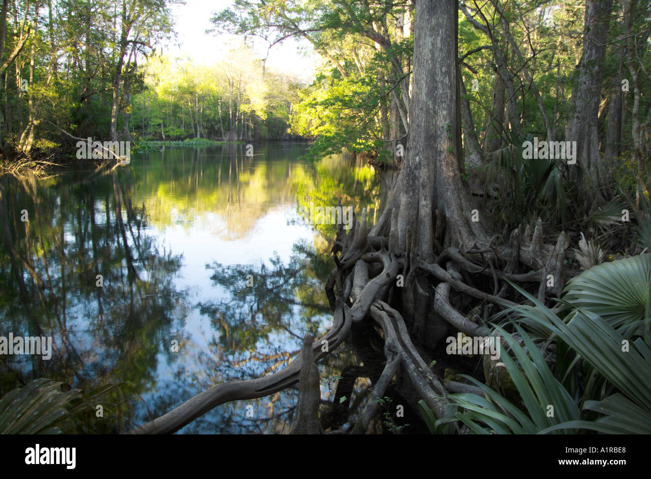 CYPRES Bäume und Wurzeln auf Silver River Silver River State Park FL Stockfoto