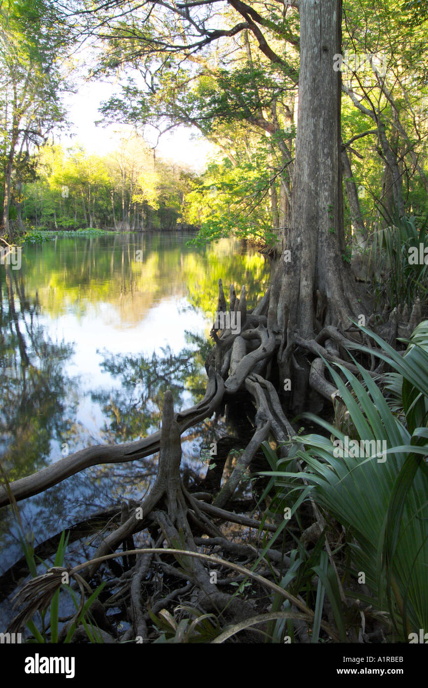 Zypresse und Wurzeln auf Silver River Silver River State Park FL Stockfoto
