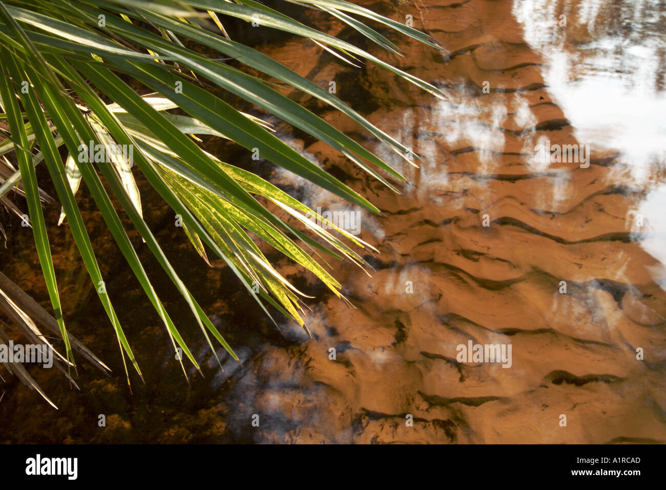 Palmetto Blätter über Tannin Stream mit Mustern in Sandboden gebeizt Stockfoto
