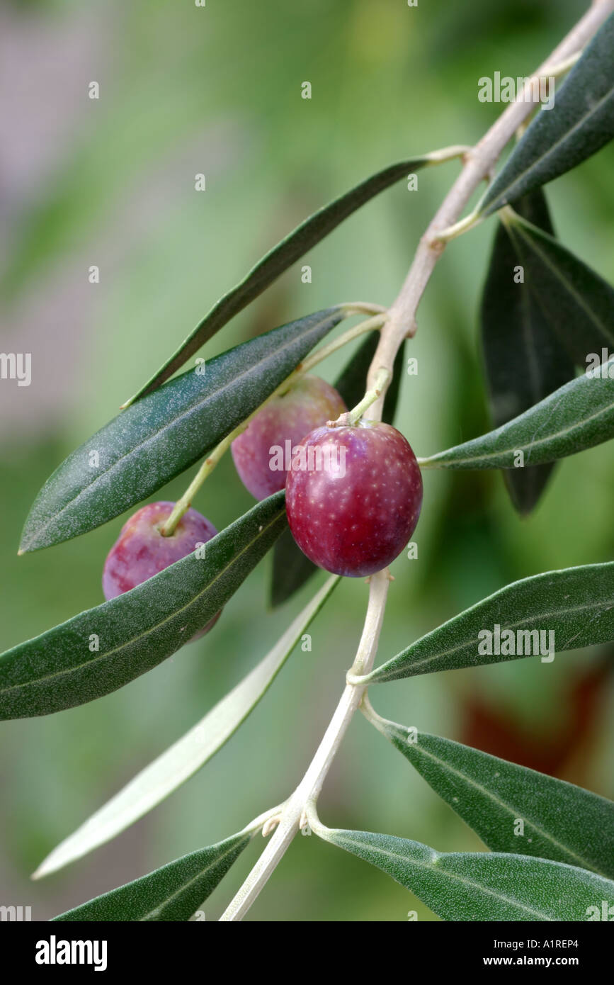 Olivenbaum: Zweig der spanischen ARBEQUINA Oliven Baum mit reifen Früchten. Stockfoto