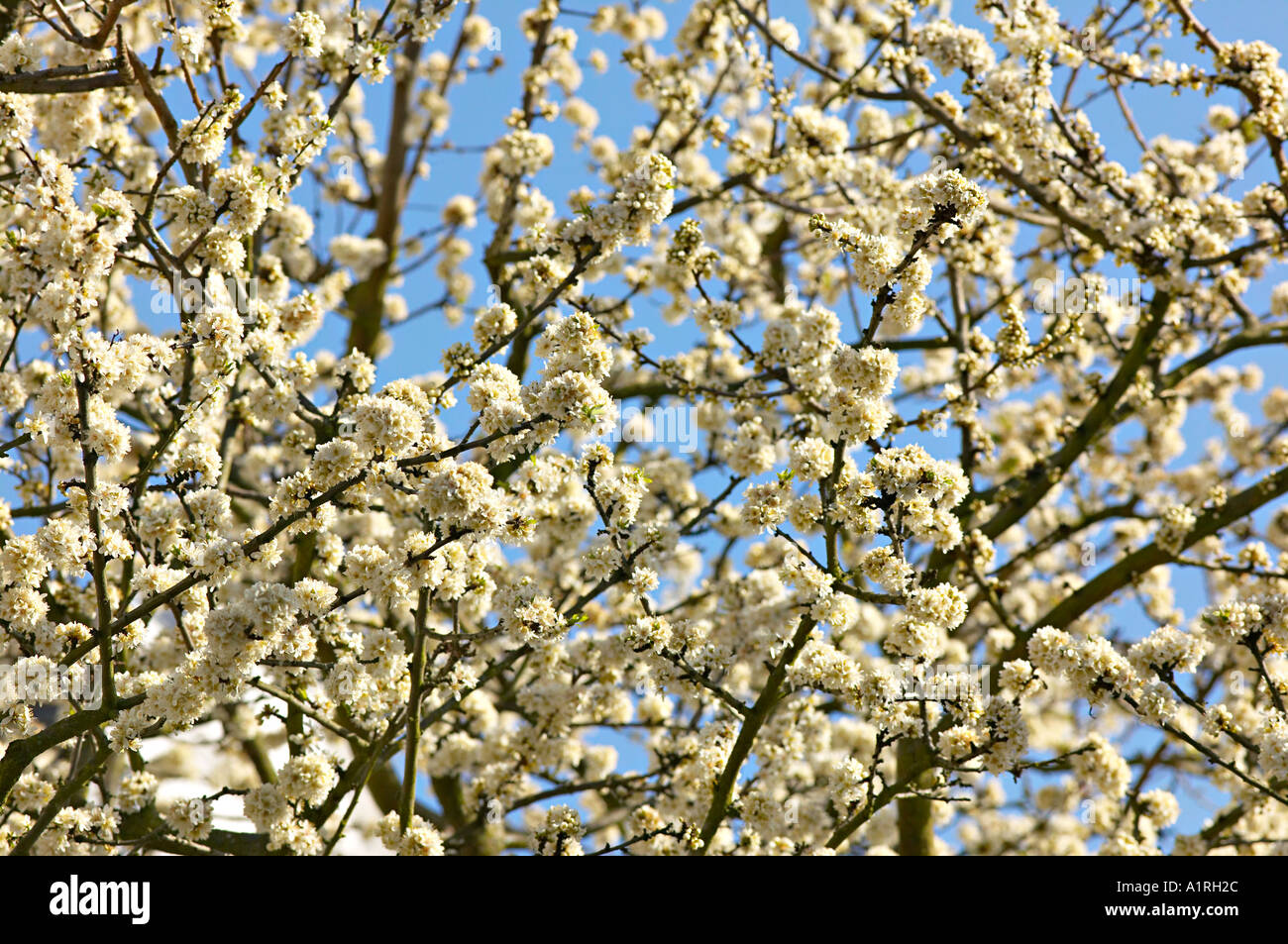 weiße Kirschblüte im Frühling Stockfoto