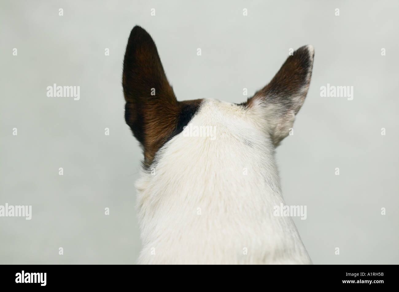 Jack Russell terrier Kopf von hinten Nahaufnahme Stockfoto