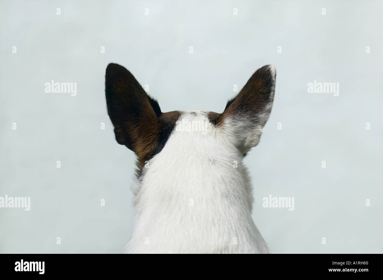 Jack Russell terrier Kopf von hinten Nahaufnahme Stockfoto