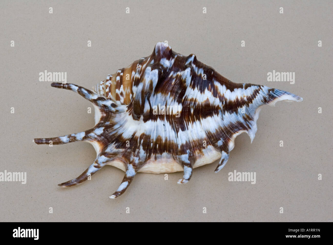 Nahaufnahme der dorsalen Ansicht Spider Muschel wahrscheinlich Lambis Arten Stockfoto