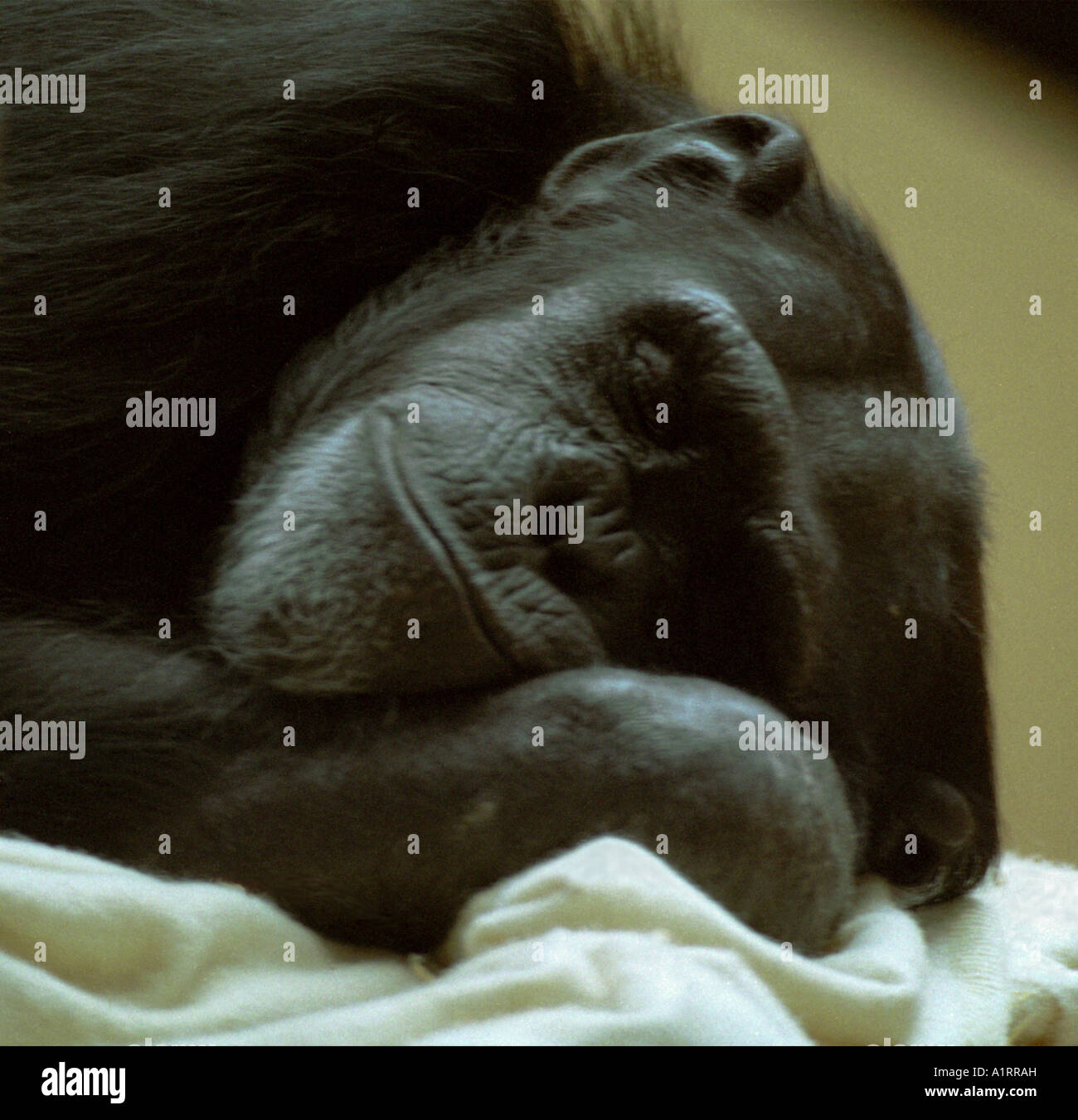 Schimpanse einen Schlaf Stockfoto