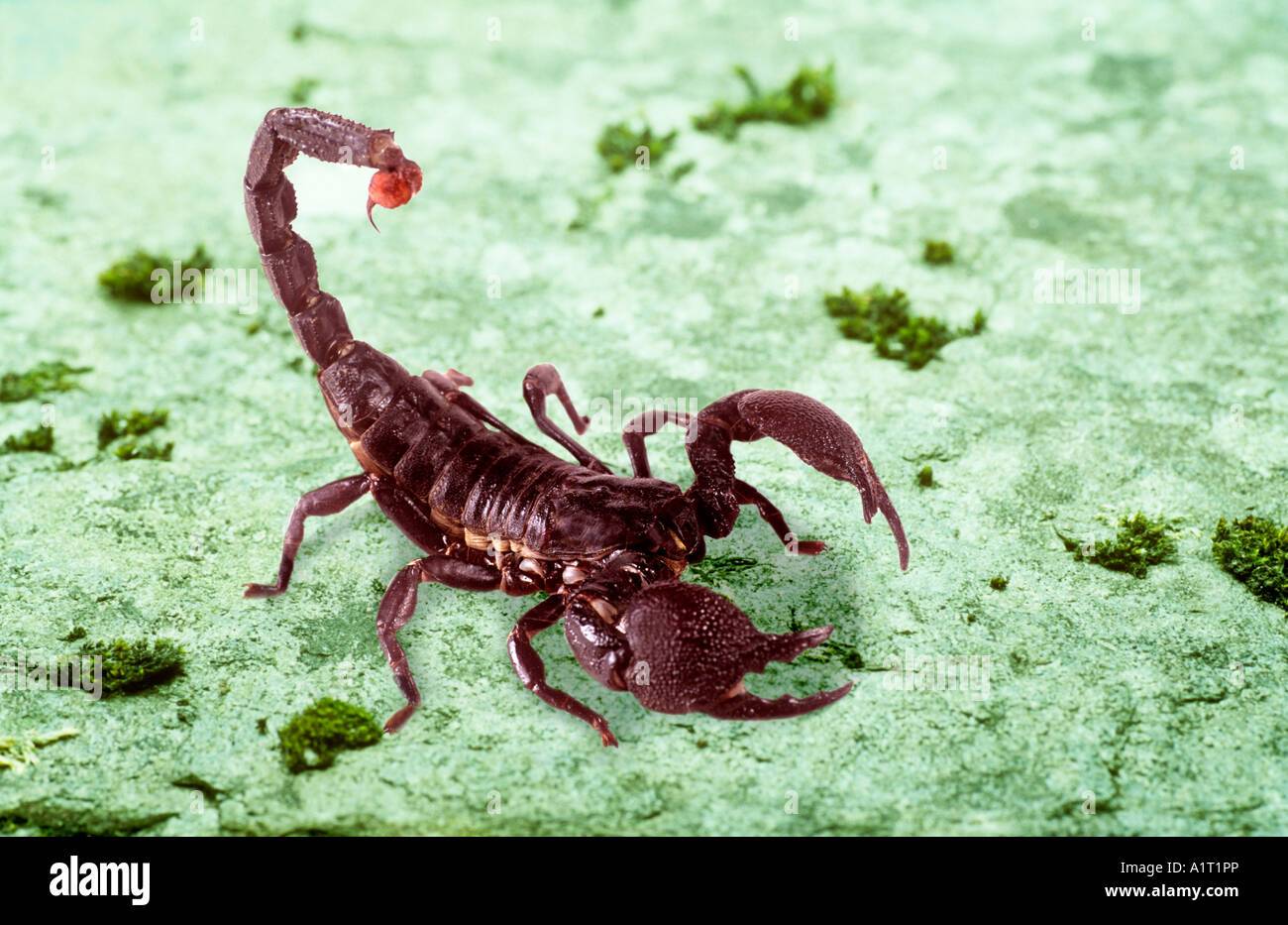 Scorpion Stockfoto
