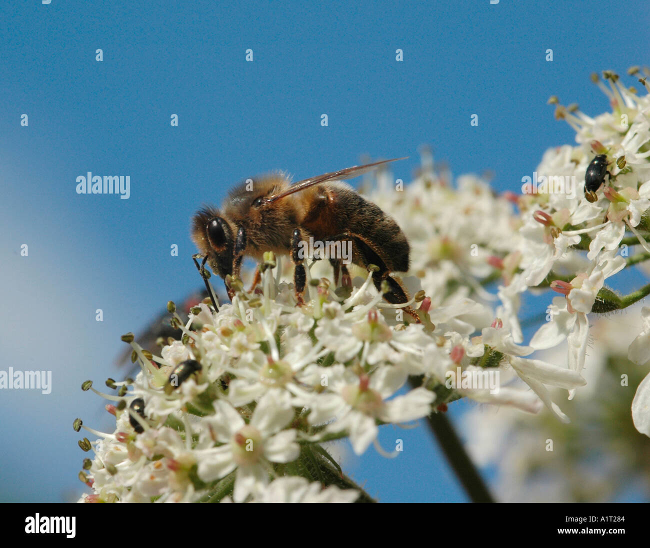 Honigbiene auf Bärenklau Stockfoto