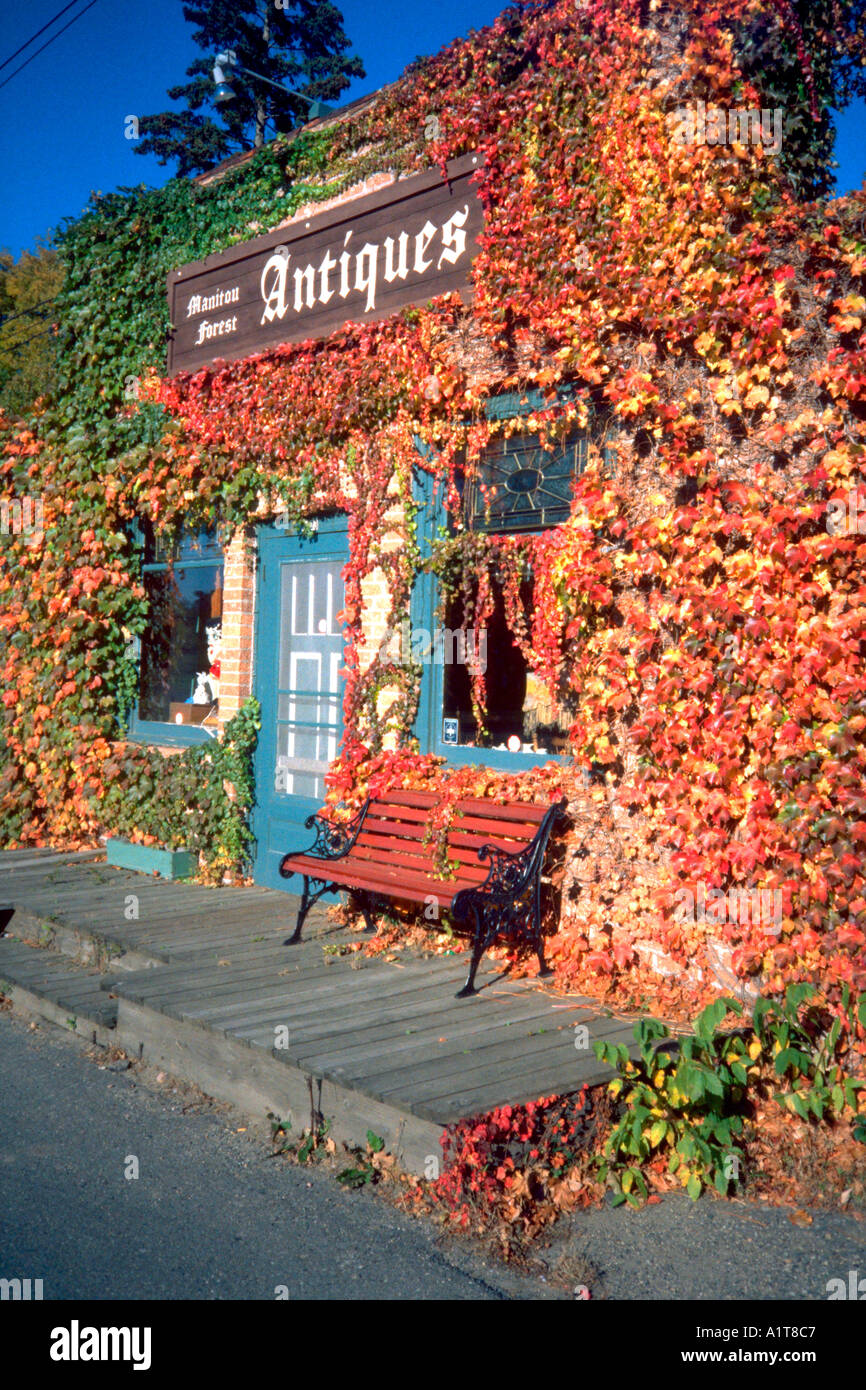 Antik-Shop im Herbst berührt Weinblättern umhüllt. Minnetonka Minnesota MN USA Stockfoto
