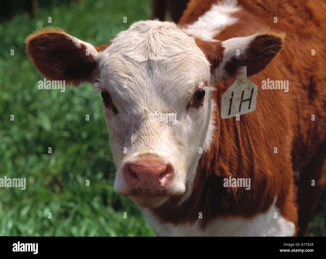 Kalb in einem grünen Feld Stockfoto