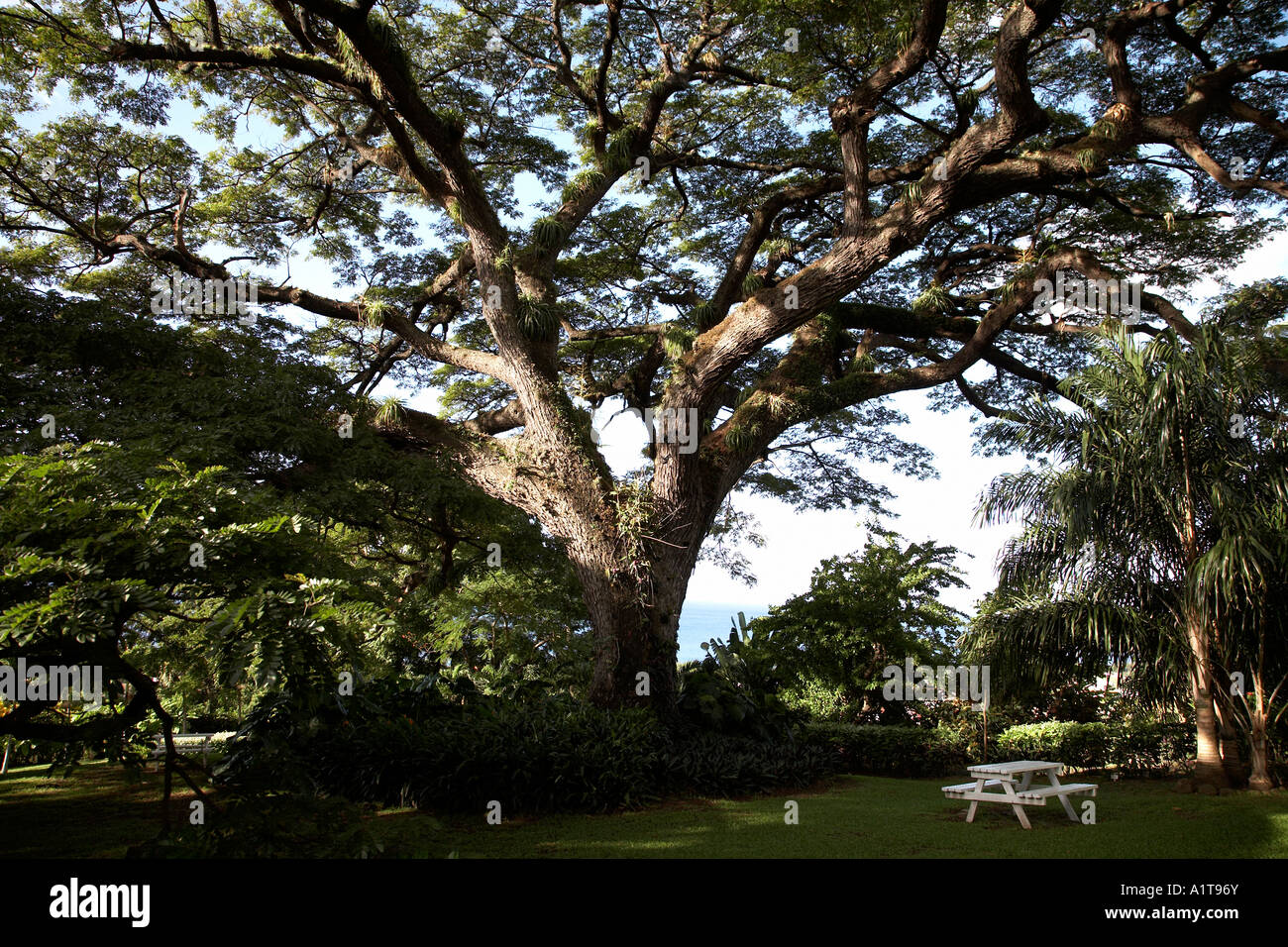 350 Jahre alte Saman Baum in den Gärten von Romney Manor St. Kitts Karibik Antillen Stockfoto