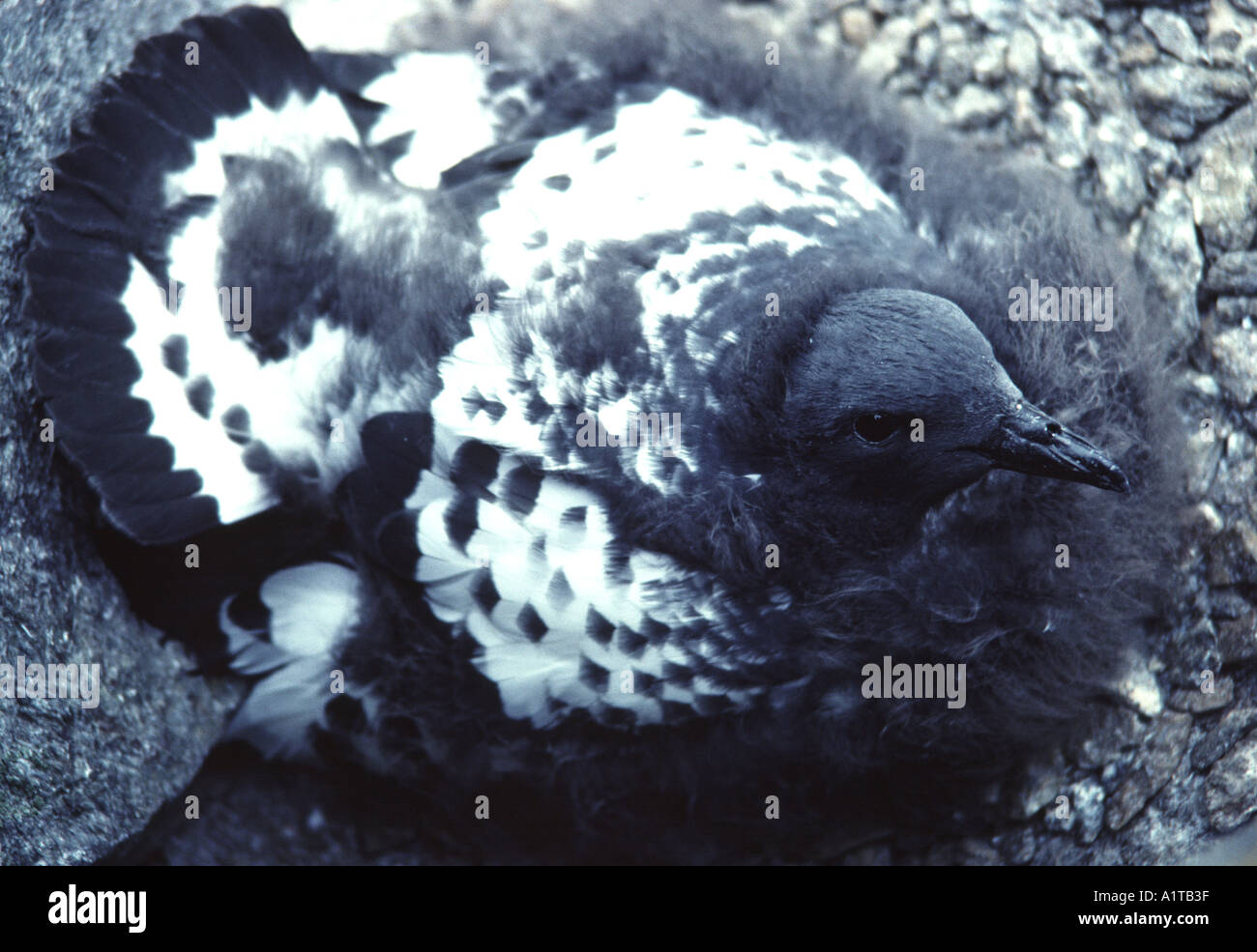 Cape Petrel Daption Capense Küken in der Nähe von Flüggewerden Signy Island-Süd-Orkney-Inseln-Antarktis Stockfoto