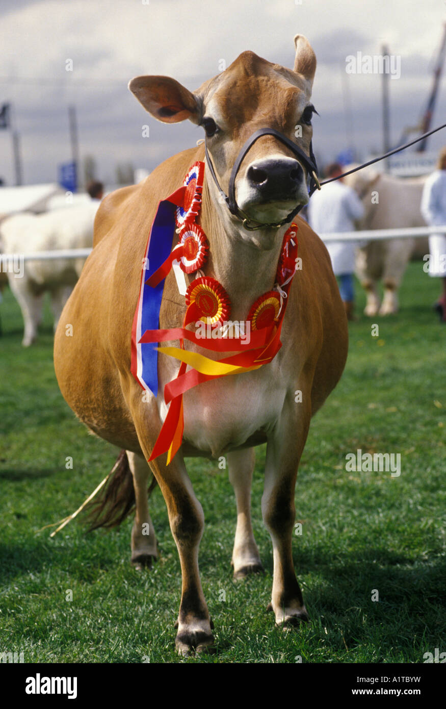 Preiscow, County Show 1990s. Newark, Nottinghamshire, England, trägt Rosetten, um seine beste in der Rasse zu zeigen. 90er HOMER SYKES Stockfoto