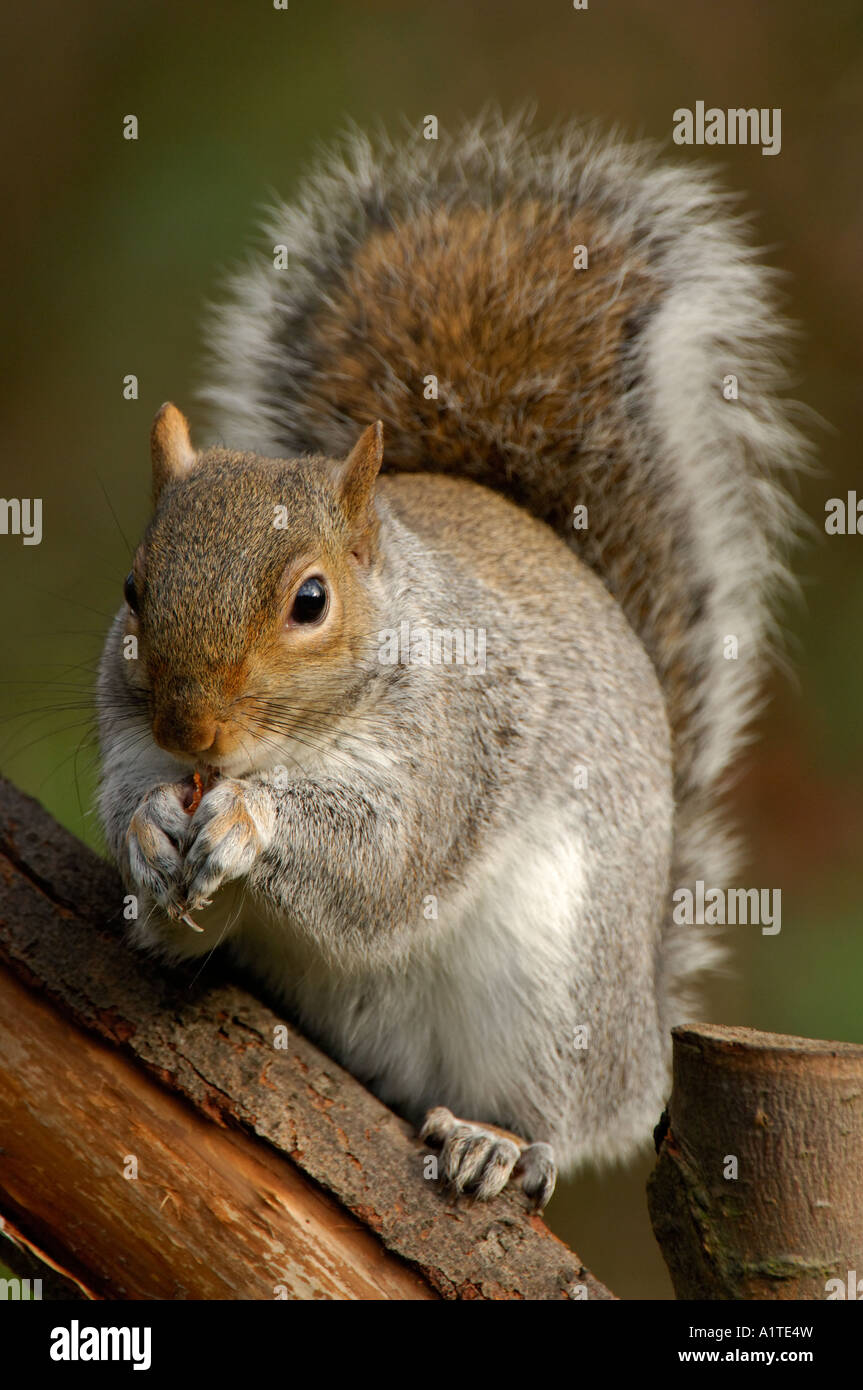 Graue Eichhörnchen Essen Erdnuss Stockfoto