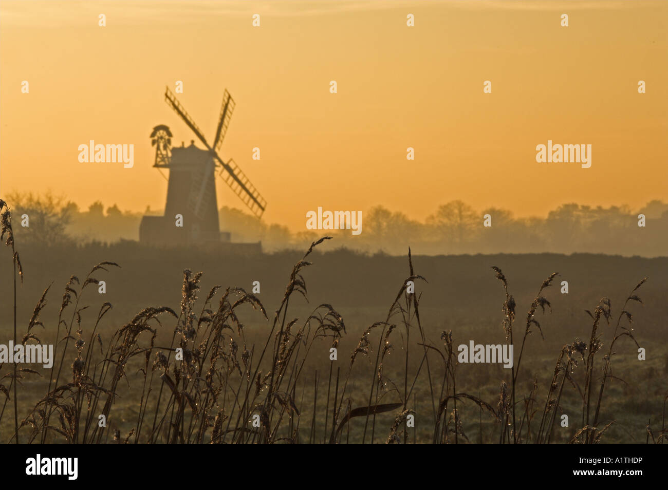 Schilf in der Abenddämmerung mit Windmühle im Hintergrund Norfolk UK Dezember Stockfoto