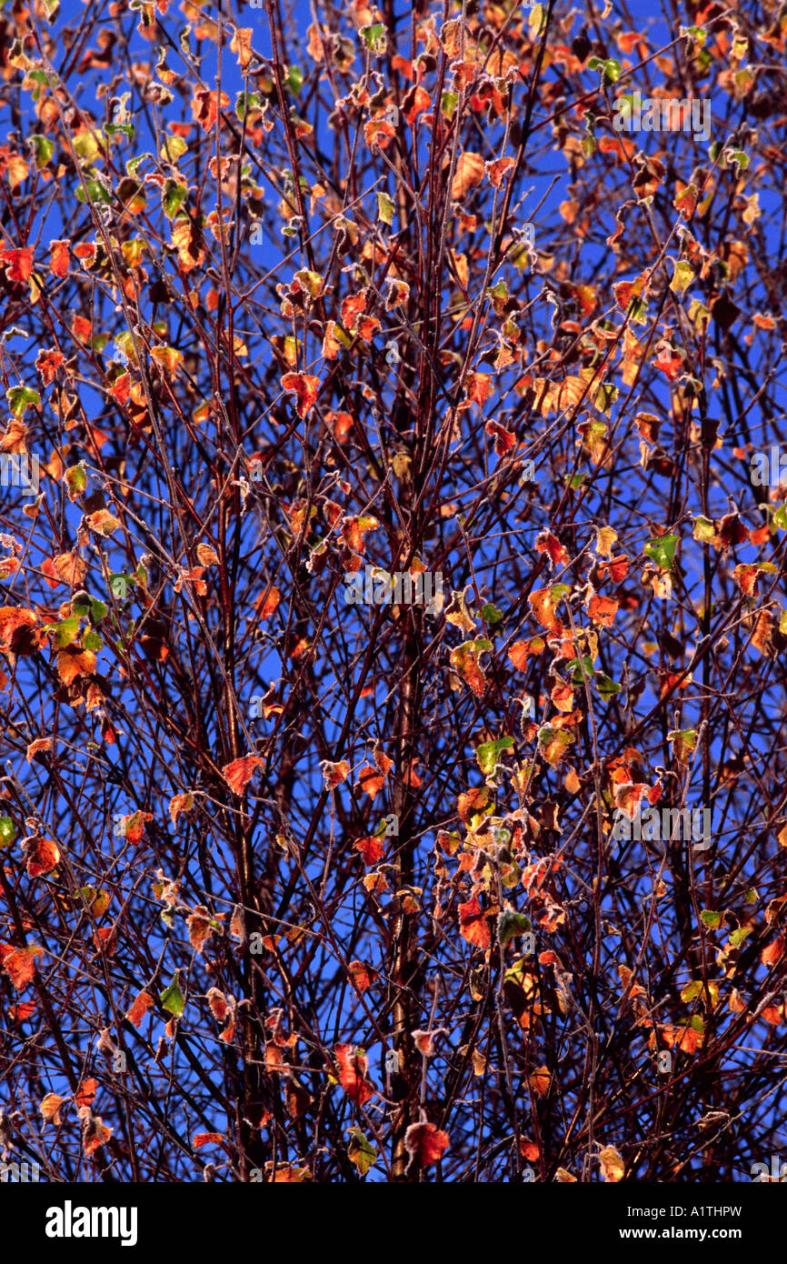 Moorbirke (Betula Pubescens). Blätter und Zweige im herbstlichen Sonnenschein mit einer Bedeckung von Frost. Powys, Wales, UK. Stockfoto