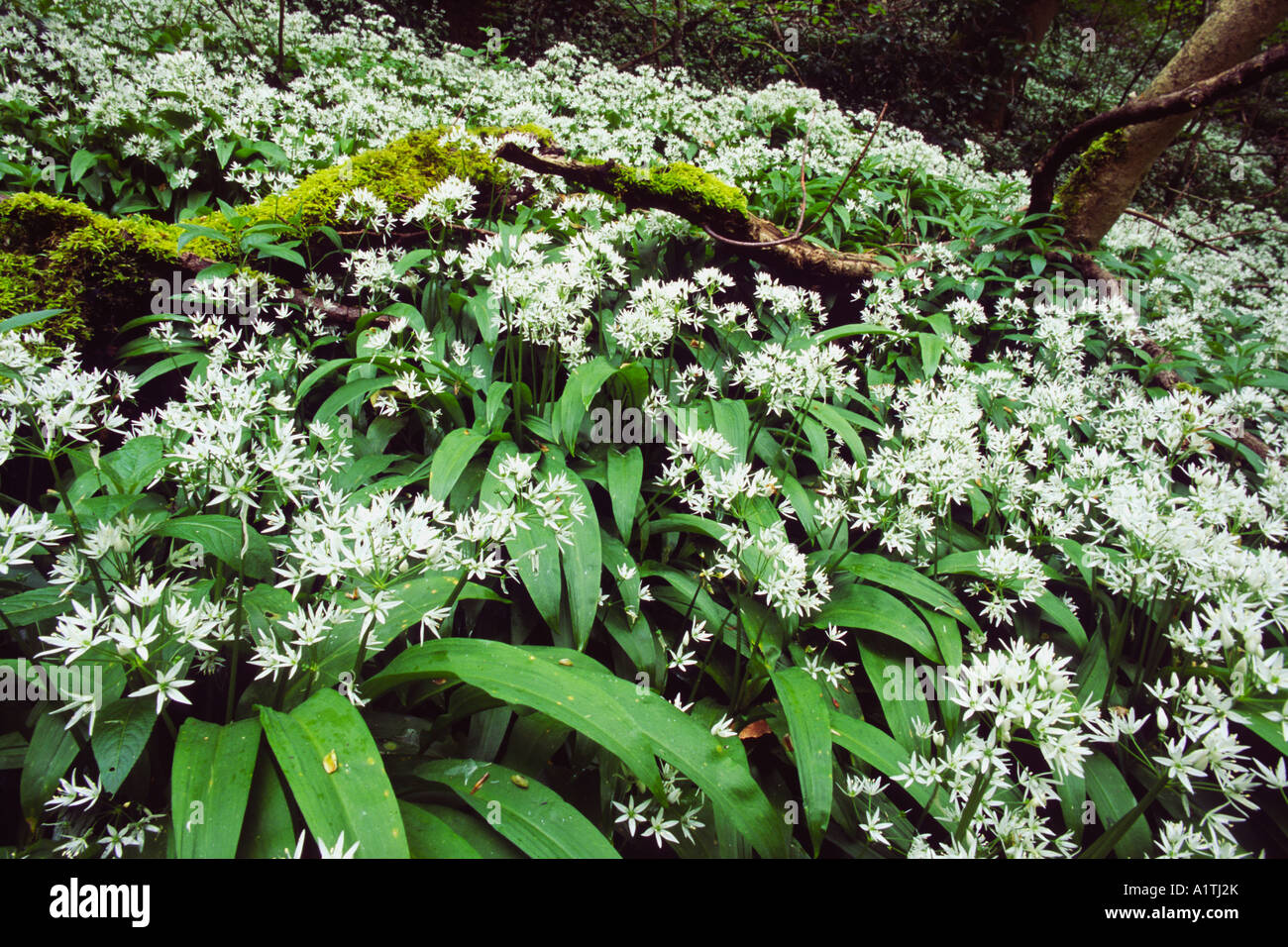 Bärlauch oder Bärlauch (Allium Ursinum) blühen im feuchten Niederwald Wald. Powys, Wales, UK. Stockfoto
