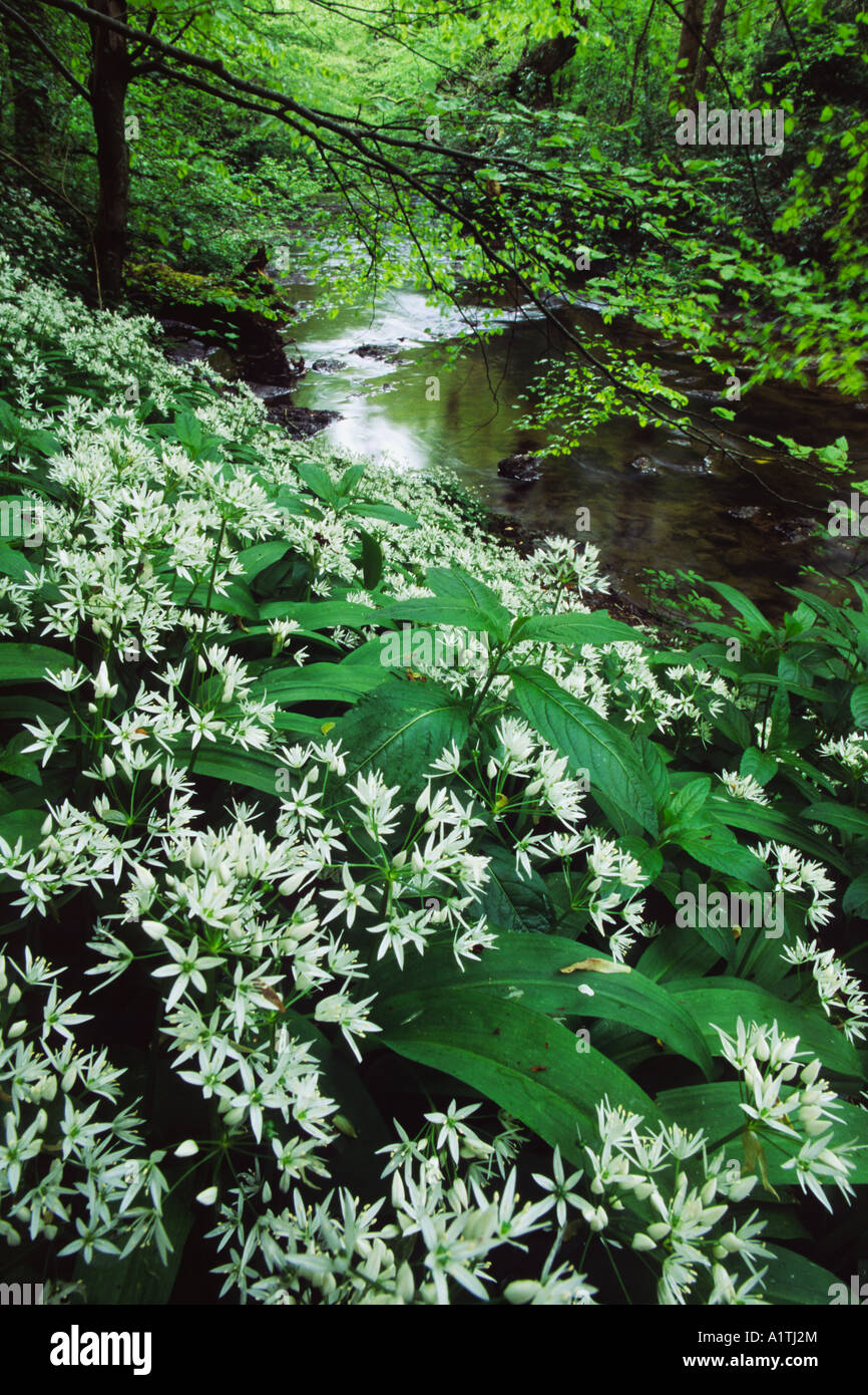 Bärlauch oder Bärlauch (Allium Ursinum) in feuchten Niederwald Wald neben den Fluss Severn nahe Llanidloes Blüte. Stockfoto