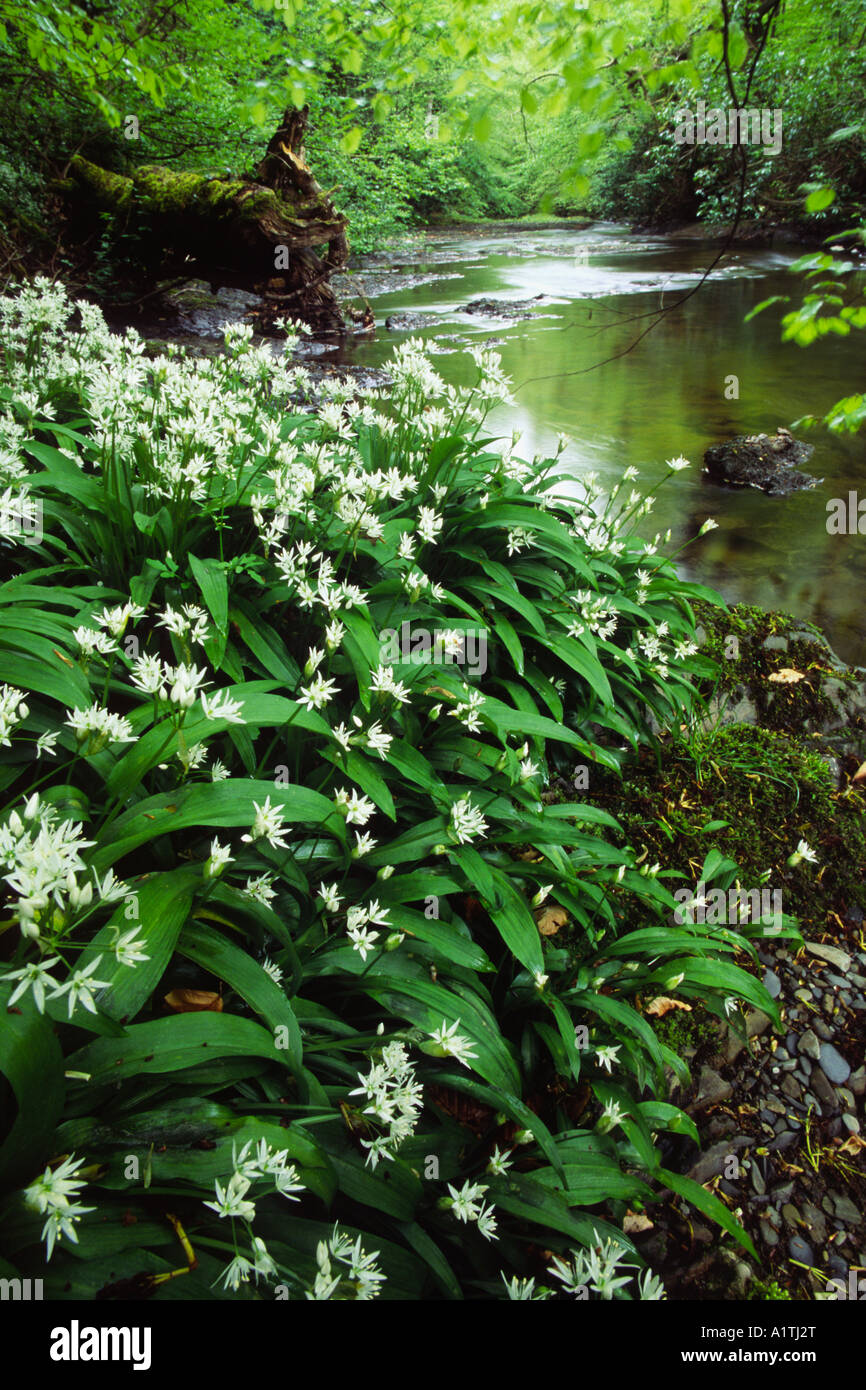 Bärlauch oder Bärlauch (Allium Ursinum) blühen im feuchten Niederwald Wald neben den Fluss Severn. Stockfoto