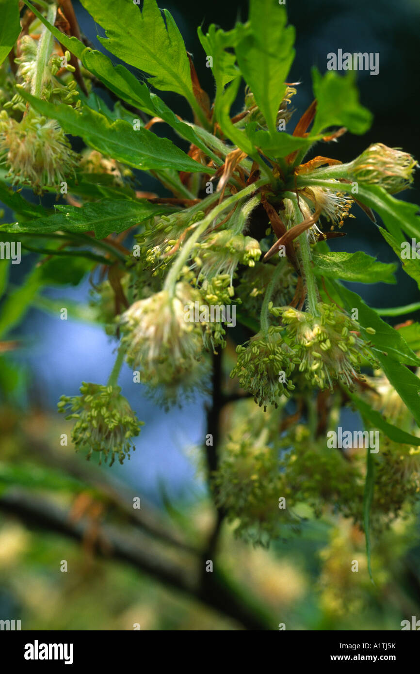 Blumen der Farn-leaved Buche (Fagus Sylvatica Asplenifolia). Kultivierte vielfältige Rotbuche. Stockfoto