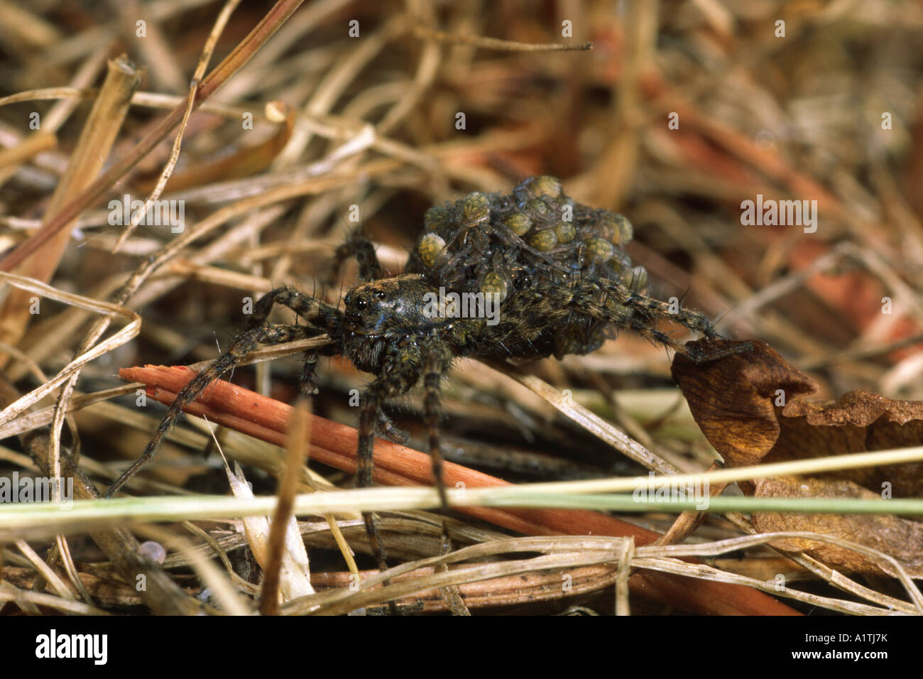 Weibliche Wolfspinne (Pardosa sp.) Trägt sie neu geschlüpften Jungen auf dem Rücken. Powys, Wales, UK. Stockfoto