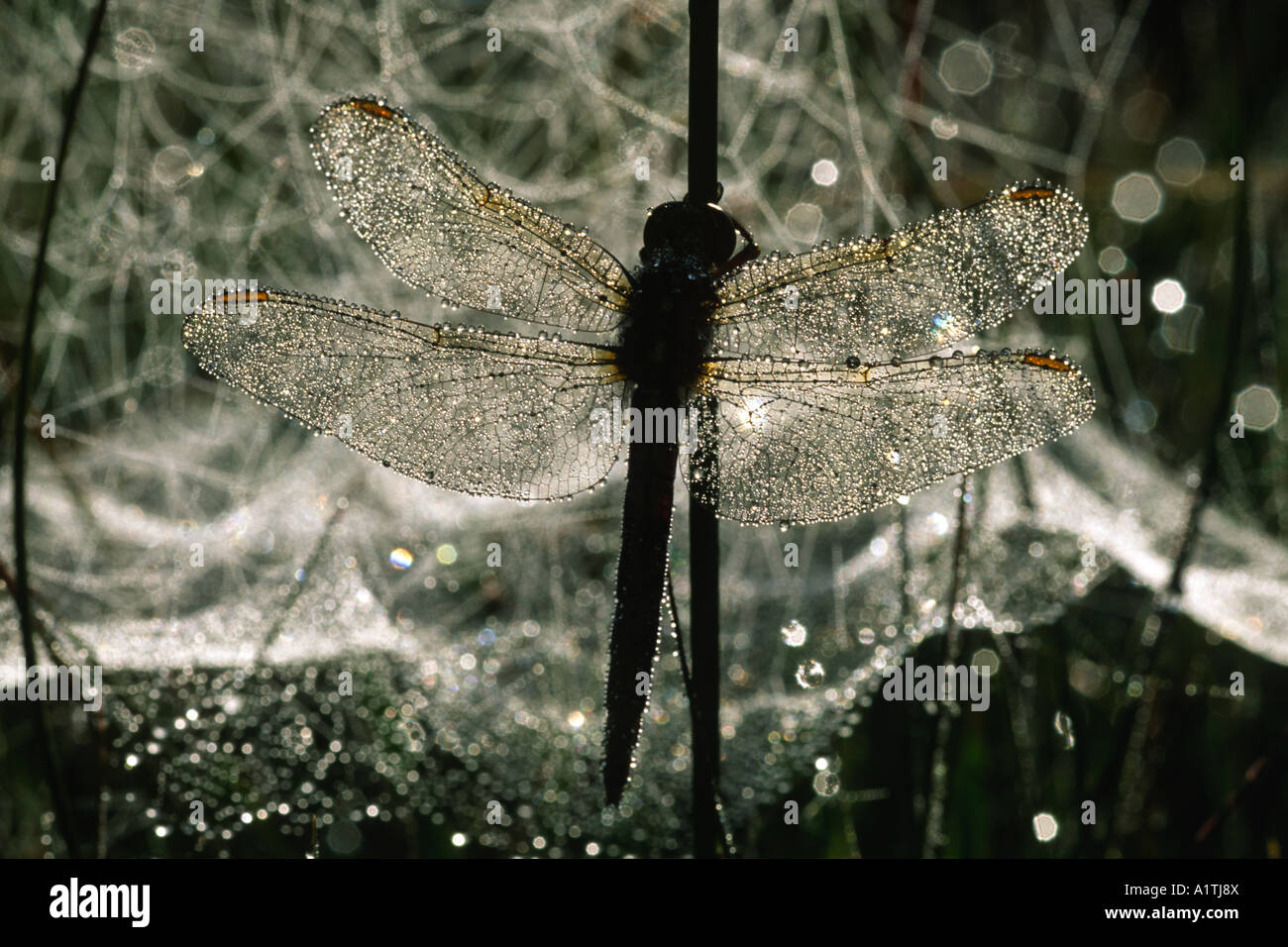 Männliche gekielt Abstreicheisen Libelle (Orthetrum Coerulescens). Nach einer Nacht roosting bedeckt in Tau. Powys, Wales, UK. Stockfoto