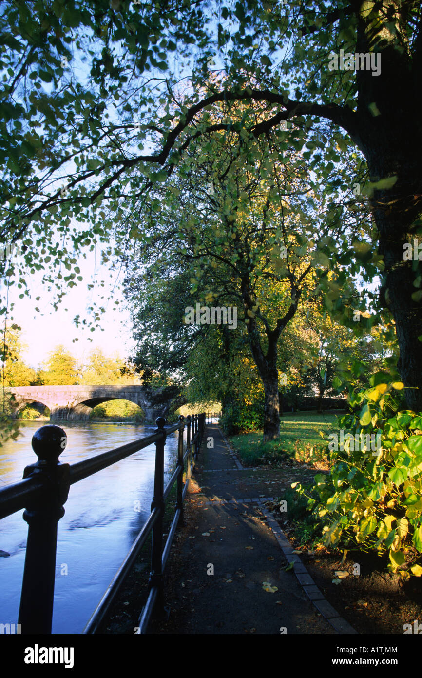 Großer-blättrig Linden neben den Fluss Severn. Llanidloes, Powys, Wales, UK. Stockfoto