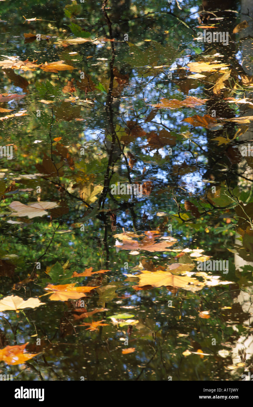 Reflexion der eine orientalische Platane (Platanus Orientalis) in einem Wald Pool. Glansevern Gärten, Powys, Wales, UK. Stockfoto