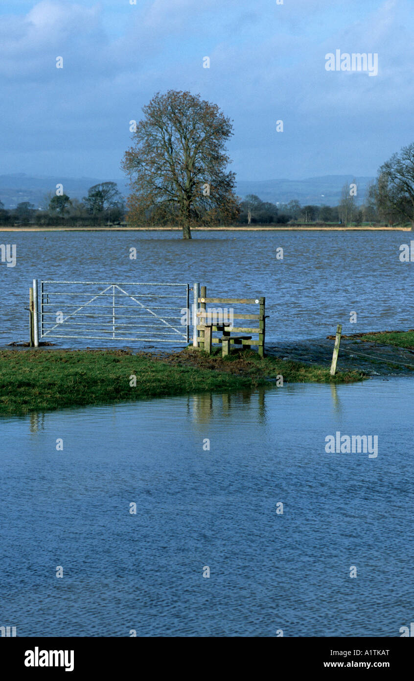 Überfluteten Ackerland und ein Wanderweg am Ufer Flusses am Zusammenfluss der Flüsse Severn und Vrynwy an der Grenze der Welsh/Englisch. Stockfoto