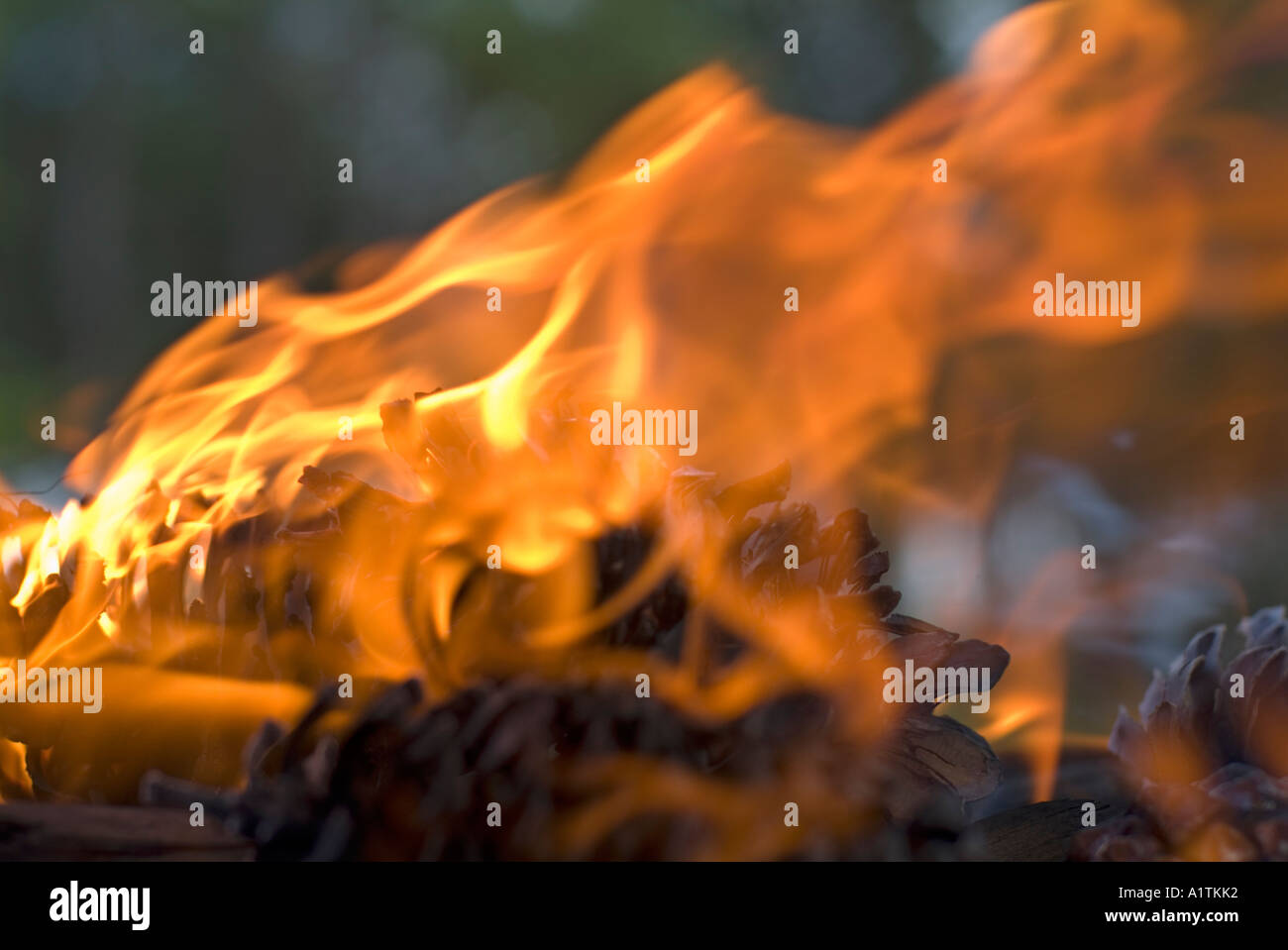 Flammen eines Feuers in einem Wald hautnah Stockfoto