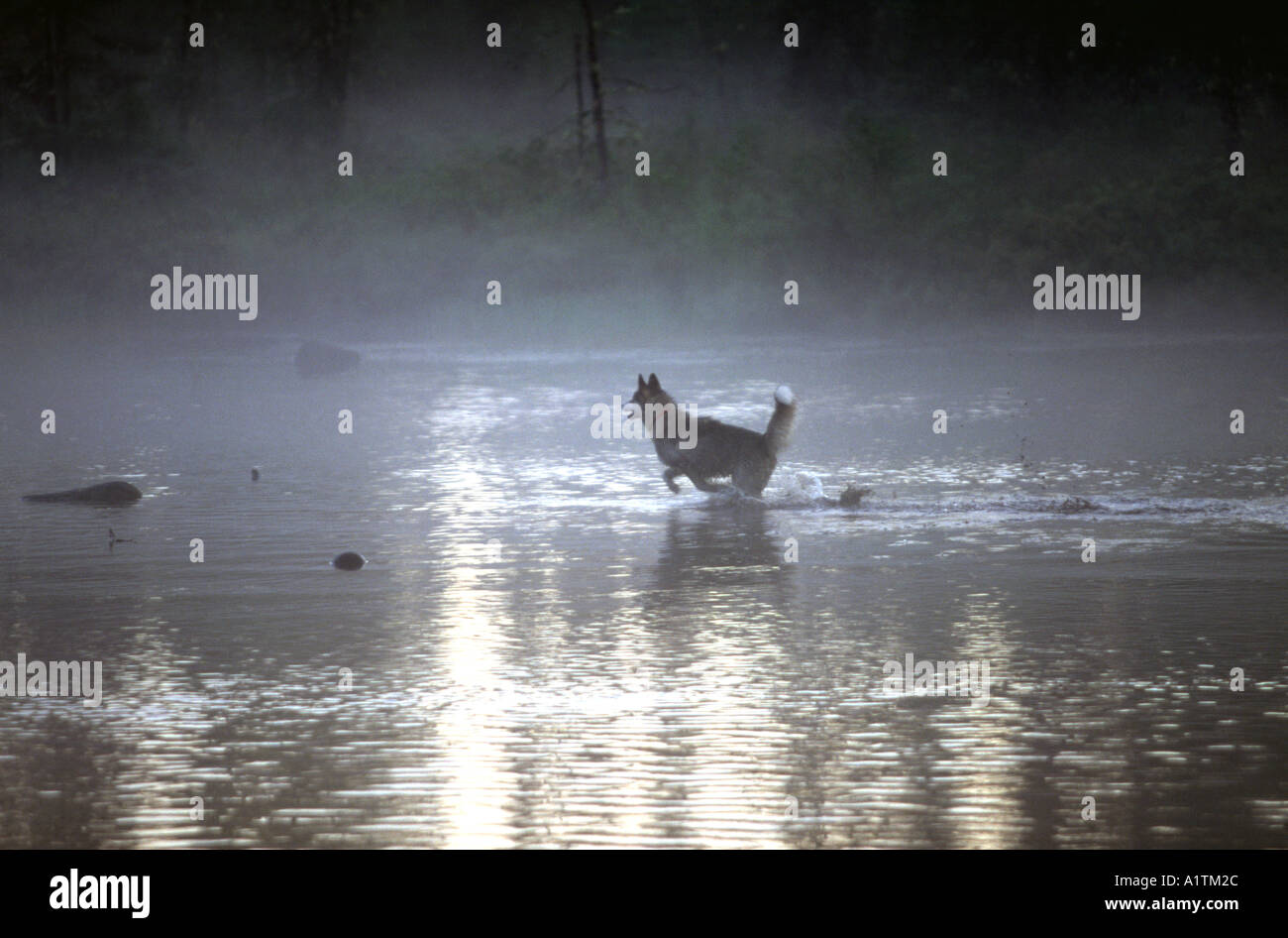 Hund in Ouje Bougoumou See Quebec Kanada Stockfoto