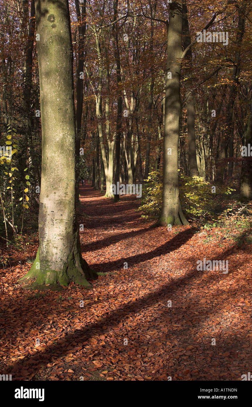 Fagus Sylvatica europäische Buche Bäume, Micheldever Woods, in der Nähe von Winchester, Hampshire, England Nov 06 Stockfoto