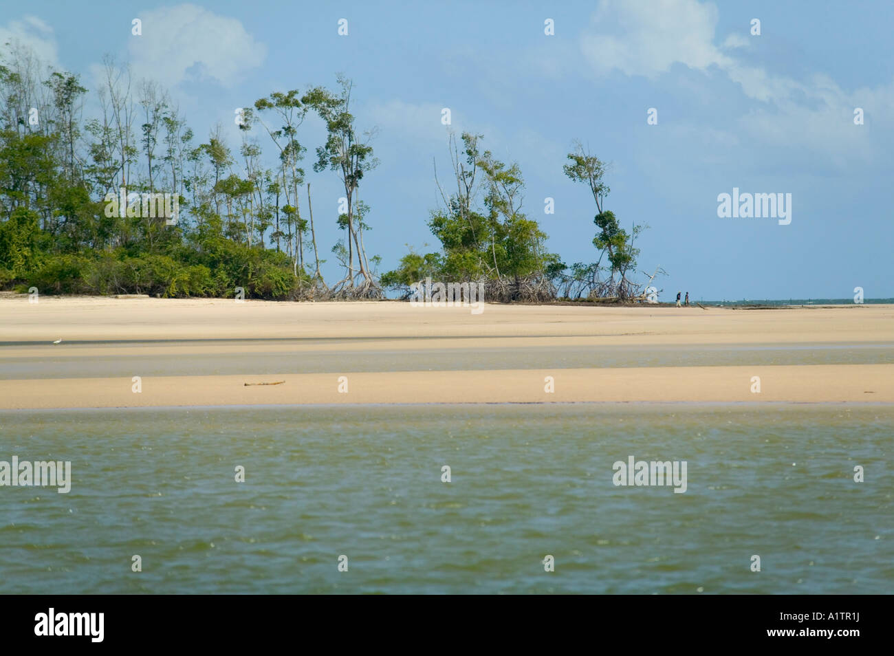 Ein Strand und Mangroven in der Mündung des Amazonas Araruna Marajó Insel Para Brasilien Stockfoto
