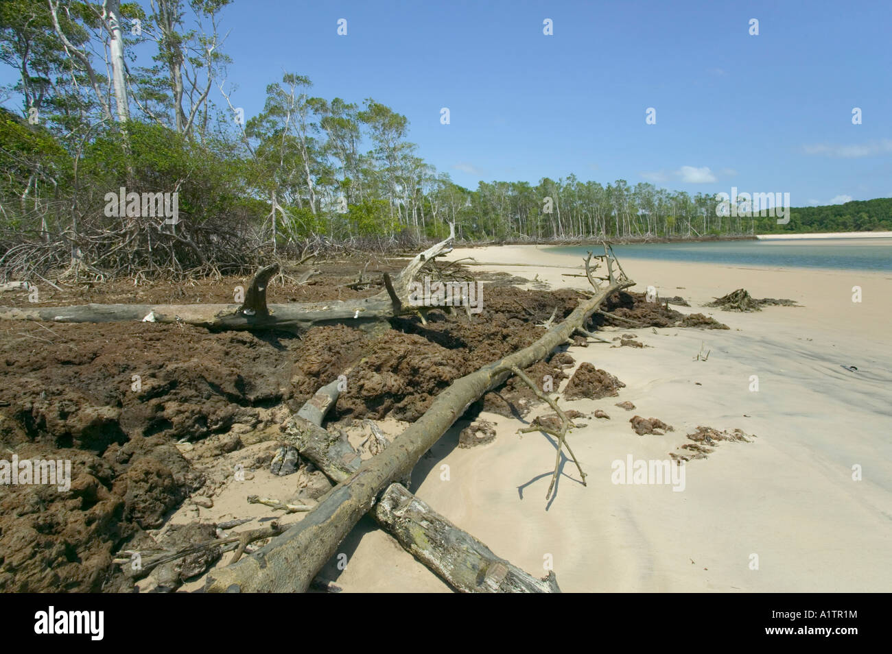 Ein Strand und Mangroven in der Mündung des Amazonas Araruna Marajó Insel Para Brasilien Stockfoto