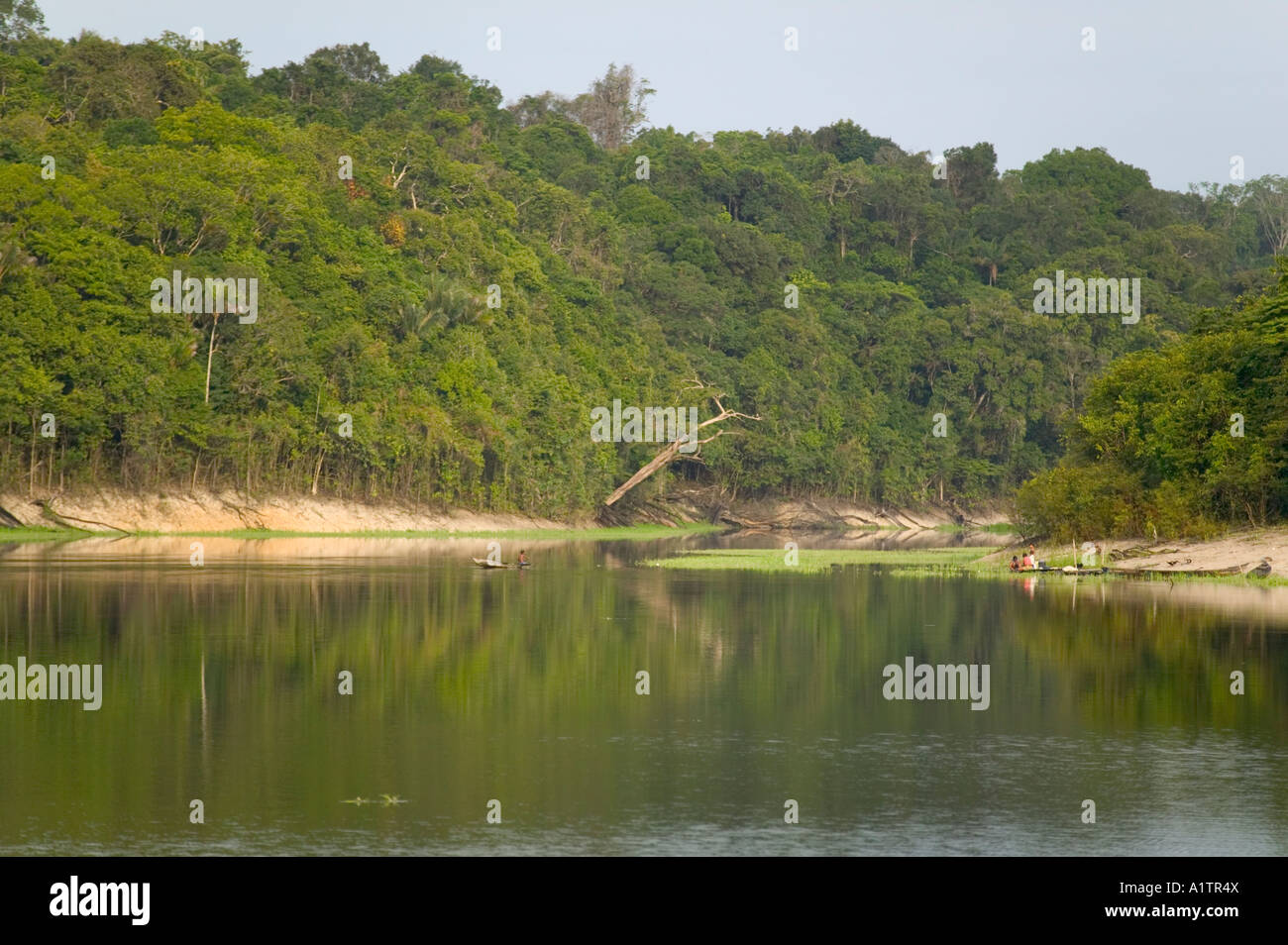 Einem Bach in den Anavilhanas Archipel entlang dem Rio Negro stromaufwärts von Manaus Amazonas Brasilien Stockfoto