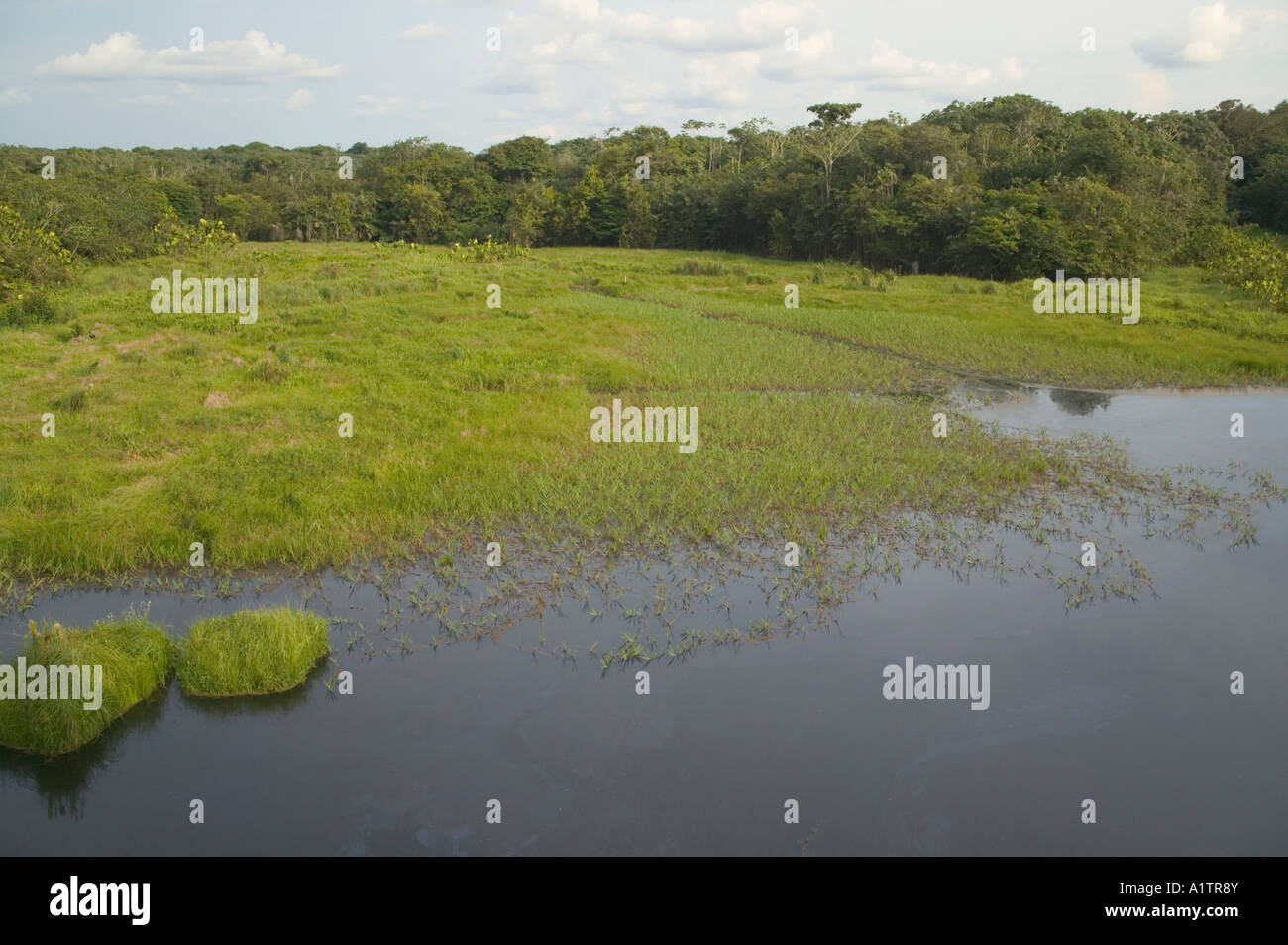 Eine Lagune, umgeben von tropischem Regenwald in der Nähe des Rio Negro flussaufwärts von Manaus Stockfoto