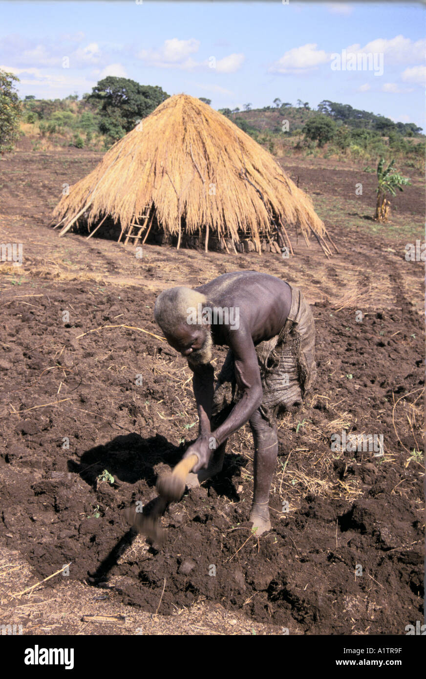SEHR ALTER MANN HACKEN LANDEN VOR SEINEM REETGEDECKTEN HAUS TOUKEL DEZ. 1993 Stockfoto