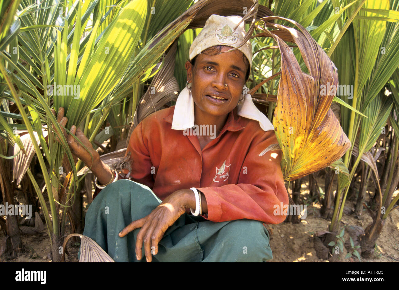 FRAU AUF EINEM BAUM KINDERZIMMER COX S BASAR Stockfoto