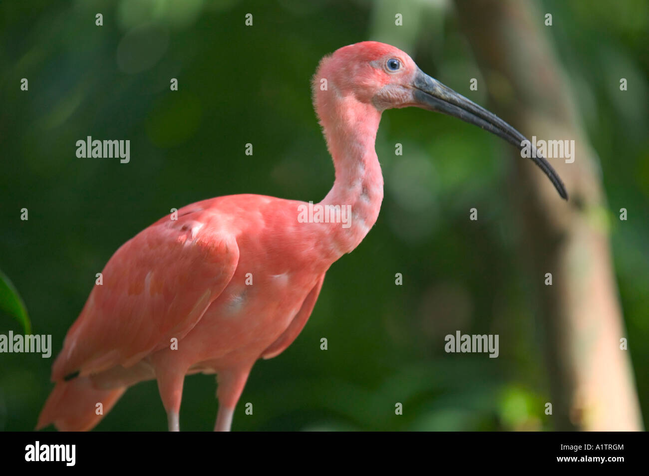Ein Scarlet Ibis Belem Para Staat Brasilien Stockfoto