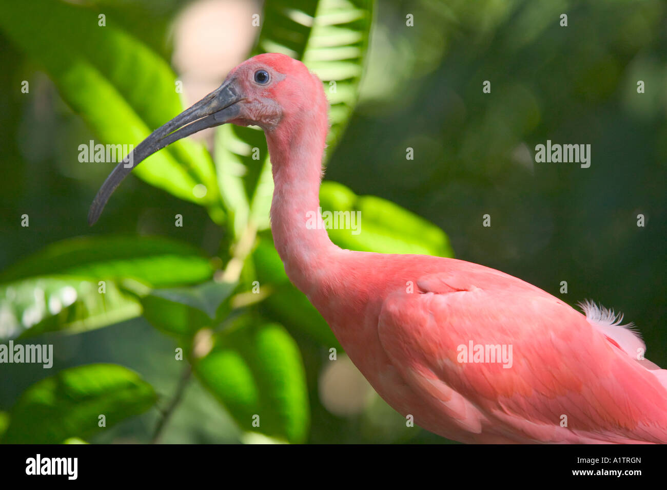 Ein Scarlet Ibis Belem Para Staat Brasilien Stockfoto