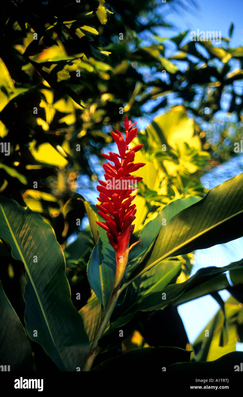 Tropische Pflanze, Costa Rica Stockfoto