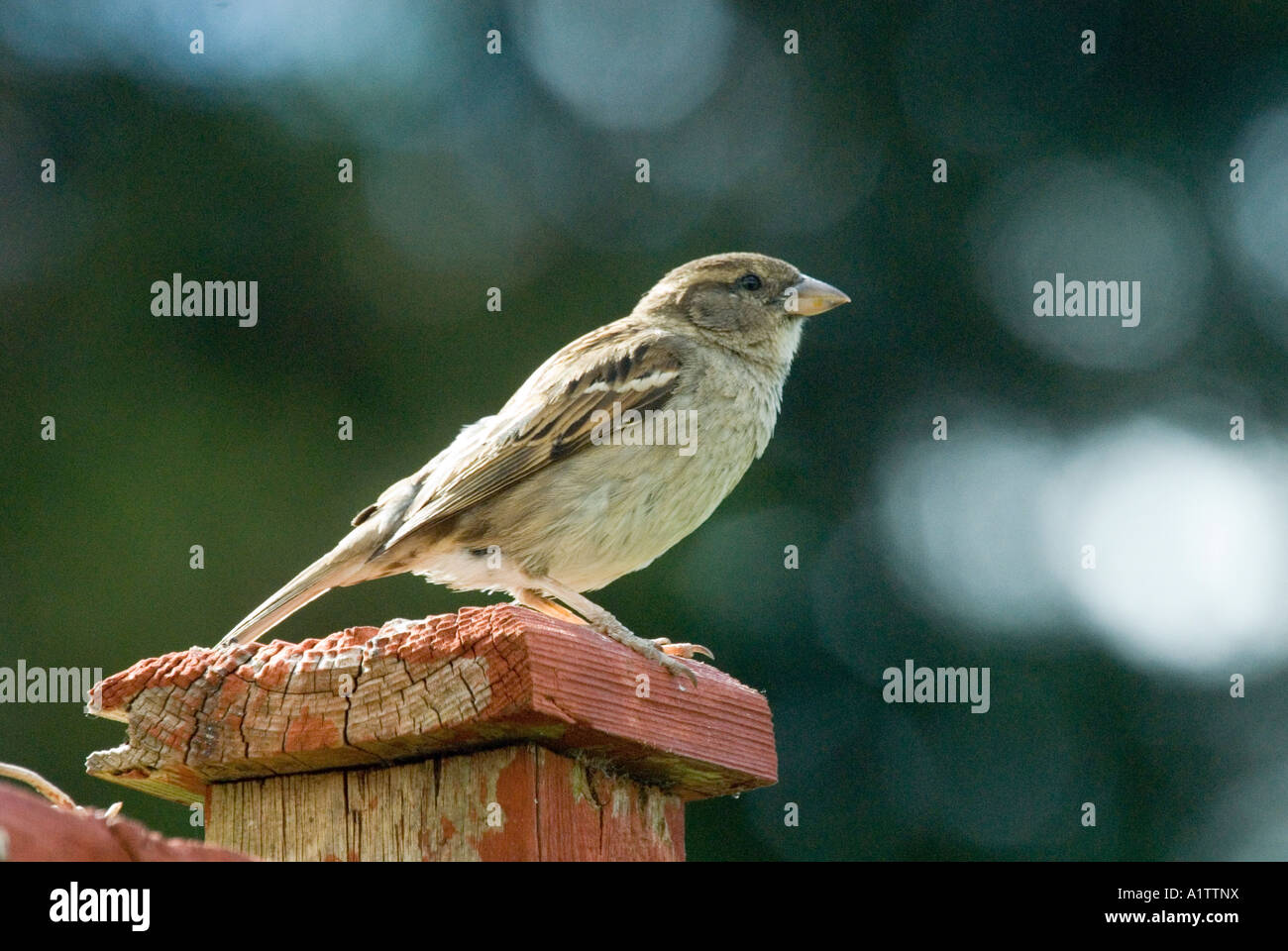 Weiblich braun gemeinsame Haussperling (Passer Domesticus) thront auf einem roten Gartenzaun Pfosten, Oxford, UK Stockfoto