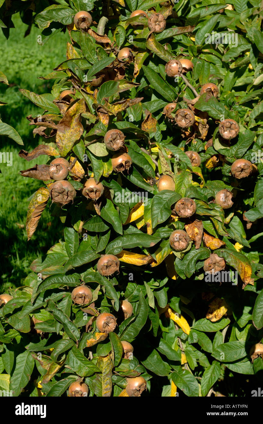 Mispel canescens Germanica Reifen Vollreife Früchte auf dem Baum Stockfoto