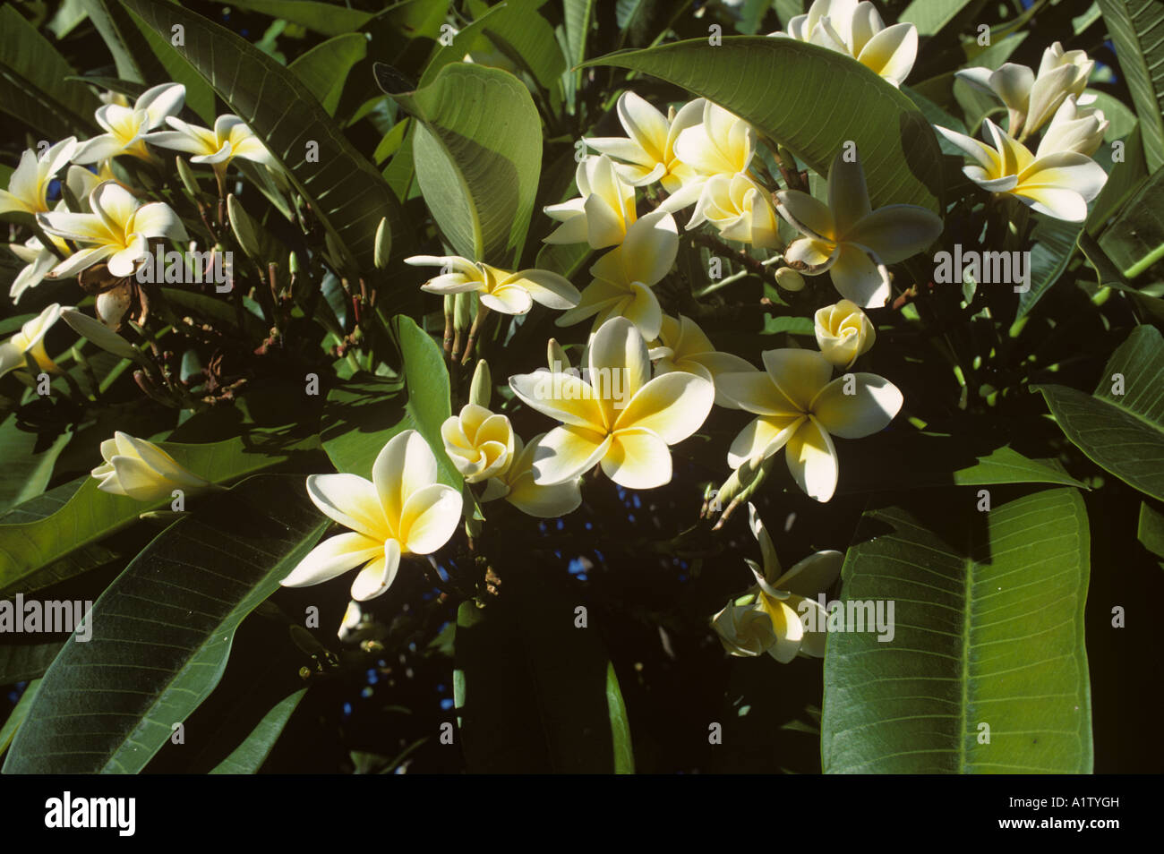 Frangipani oder Lei Baum Plumeria Alba Blumen Südafrika Stockfoto