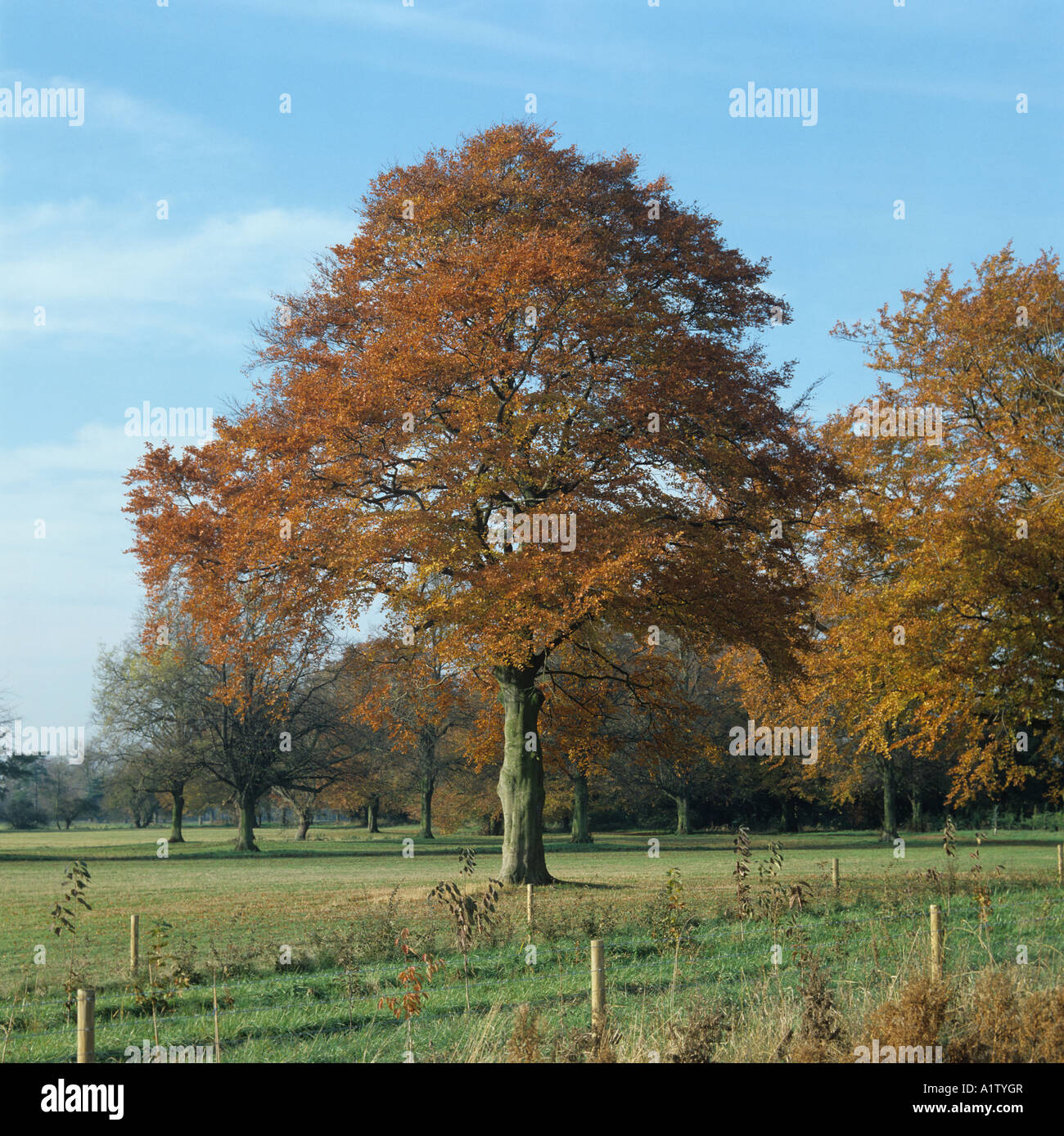 Einzelne Buche Fagus Sylvatica in helle Herbstfrbung orange braun  Stockfotografie - Alamy