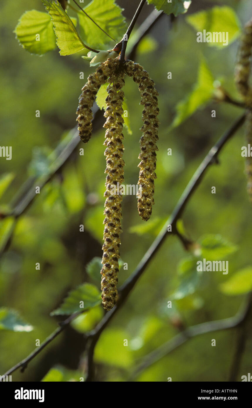 Birke Betula Pendel männliche Blüte Kätzchen Stockfoto