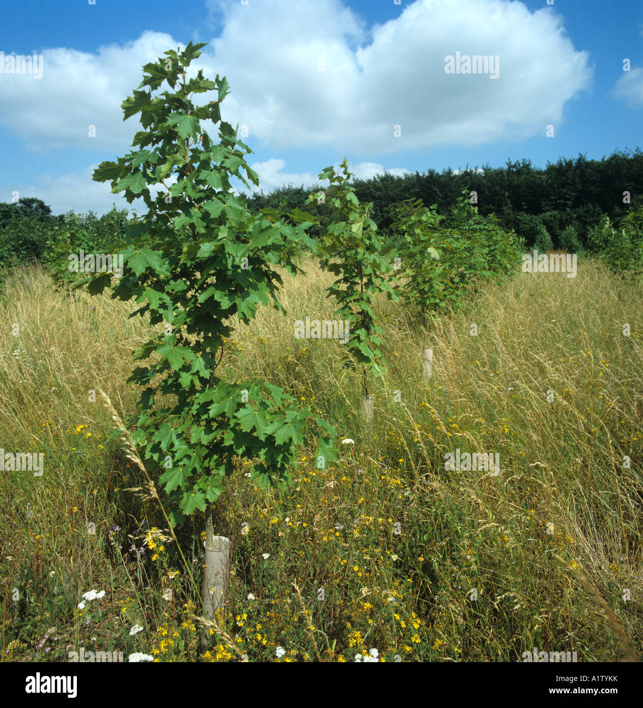 Spitz-Ahorn Acer Platanoides unreifen Bäume mit unkontrollierten Unkraut Verkümmerung Entwicklung Stockfoto