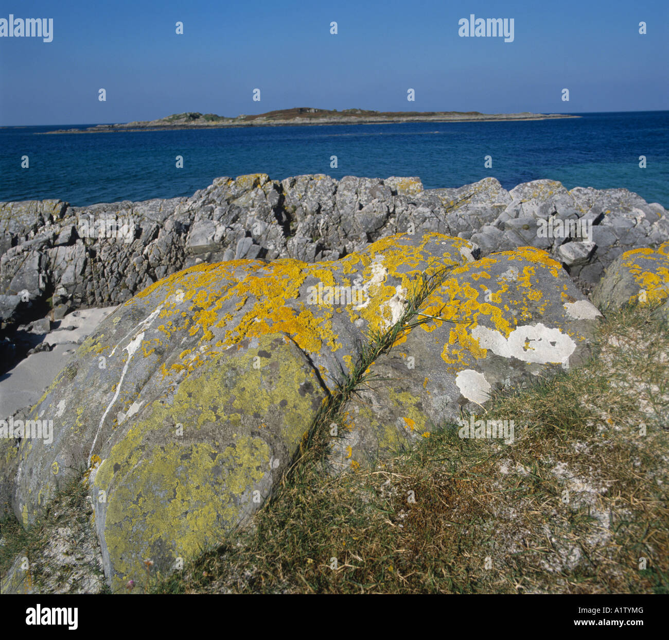 Marine Flechten auf exponierten Felsen oberhalb der Hochwassermarke Westküste Schottlands Stockfoto