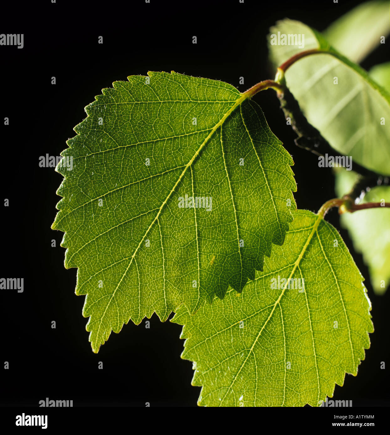 Junge Blätter der Birke Betula Pendel im Frühjahr Stockfoto