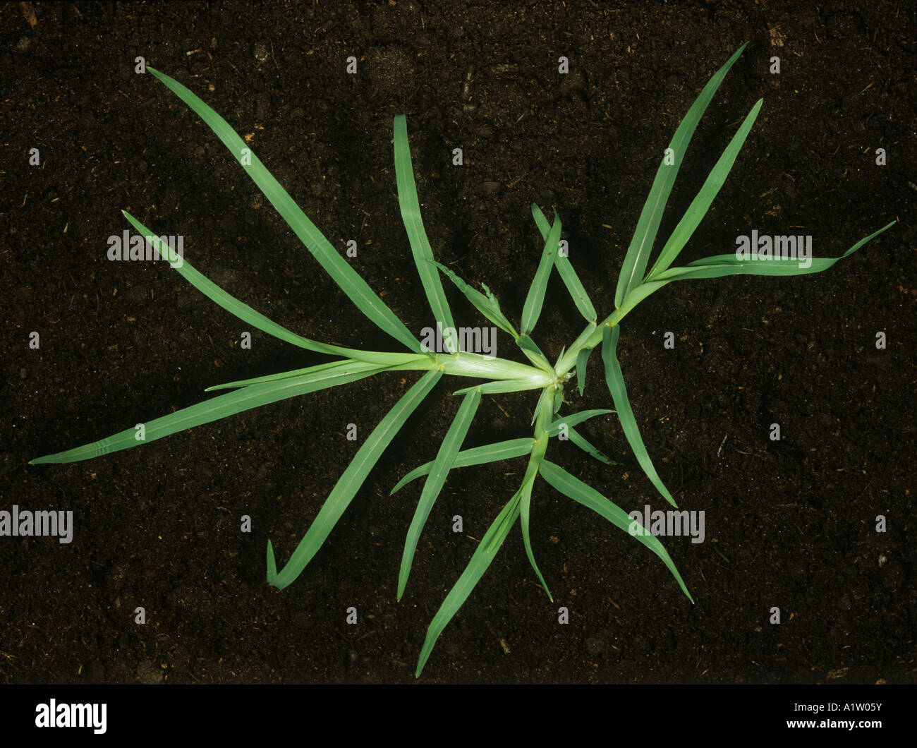 Crowsfoot Grass Eleusine Indica Rasen Unkraut Pflanze Stockfoto