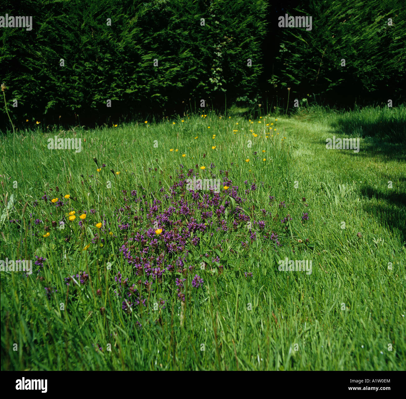 Selbst heilen Prunella Vulgaris im Rohschnitt Wiese im Garten blühen Stockfoto